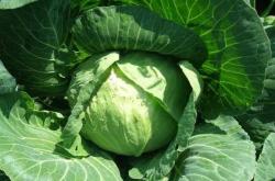 体育彩票-红豆的功效你知道吗？你知道红豆还有什么做法吗？