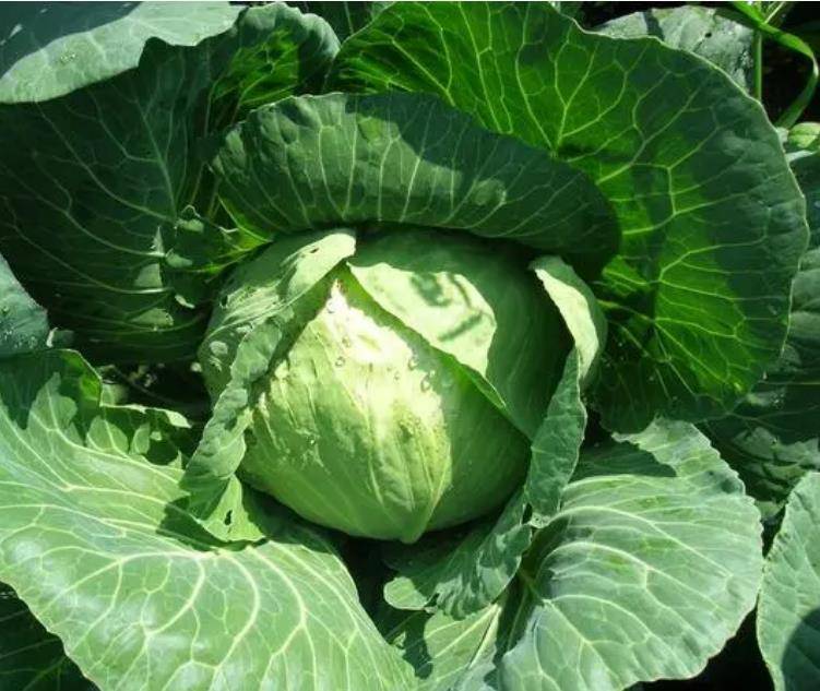 红豆的功效你知道吗？你知道红豆还有什么做法吗？